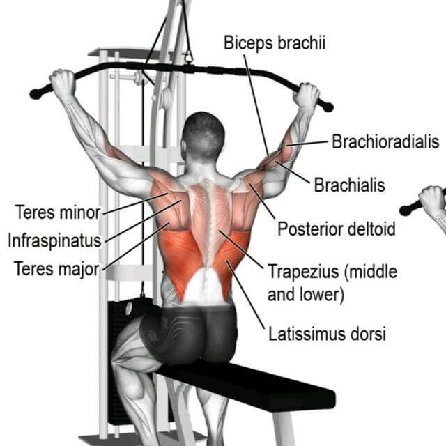 lat pulldown machine muscles worked
