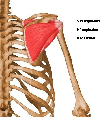 the the infraspinatus and the teres minor are worked by the face pulls exercise 