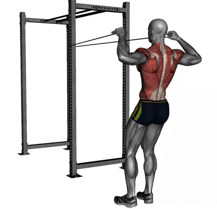 Face pulls mostly work the rear deltoids, traps, rhomboids, biceps and external rotator muscles