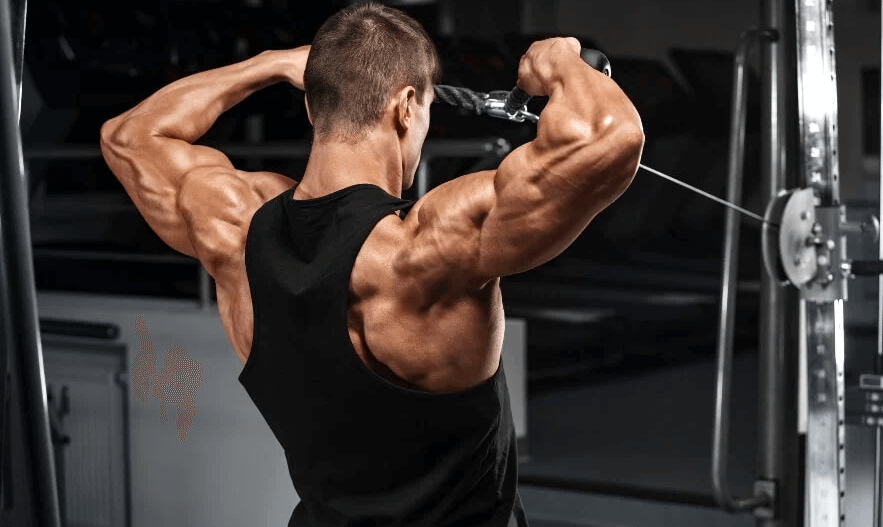 Here is a quick breakdown of the muscles you can work with face pulls and other advantages