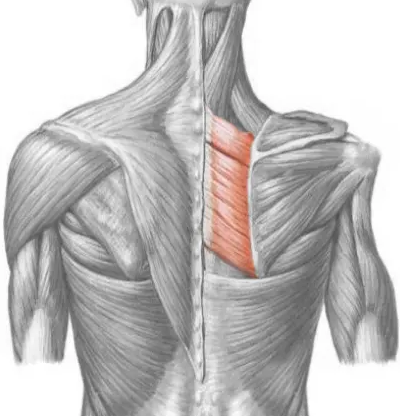 the Rhomboids are worked when performing the face pulls exercise 