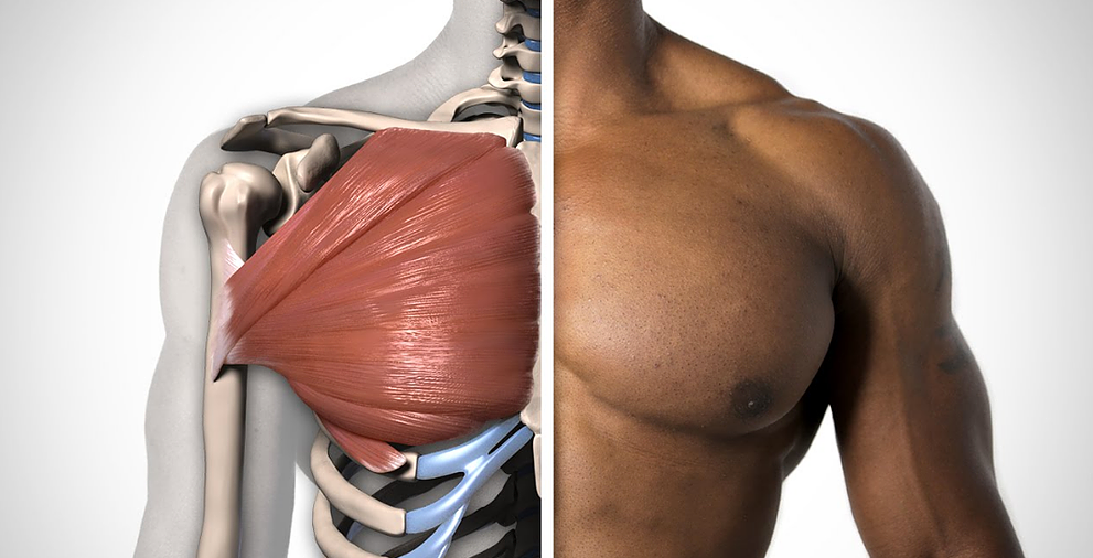 One of the muscle areas worked by Star Planks is the Chest/Pectorals