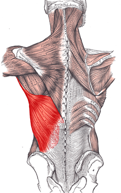 Latissimus Dorsi are impacted and worked by the t bar row exercise