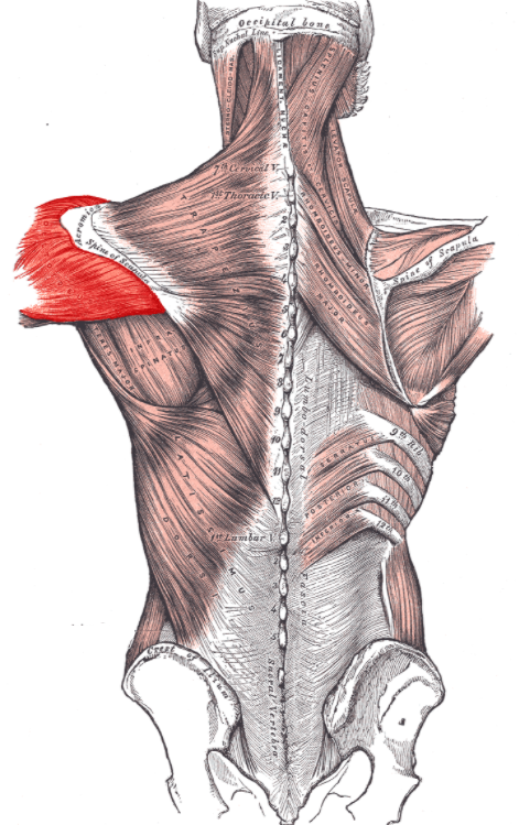 Posterior Deltoid are one of the muscles impacted by the Australian Pull-Up exercise