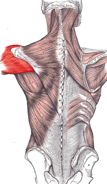 One of the primary muscles that the t bar row exercise hits is the Posterior Deltoid