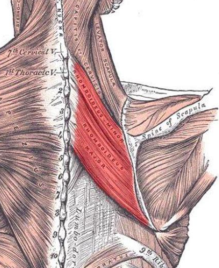 Rhomboids are one of the muscles primarily targeted by the t bar row exercise 