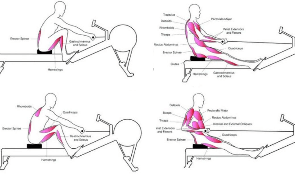 What Muscles Get Worked out With a Rowing Machine