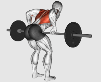 The bent over row works several muscles in the body especially back muscles