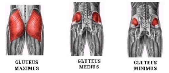 The gluteal muscle group is comprised of several muscles working together