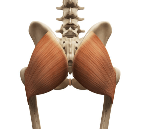 The gluteus maximus is the largest muscle of the three