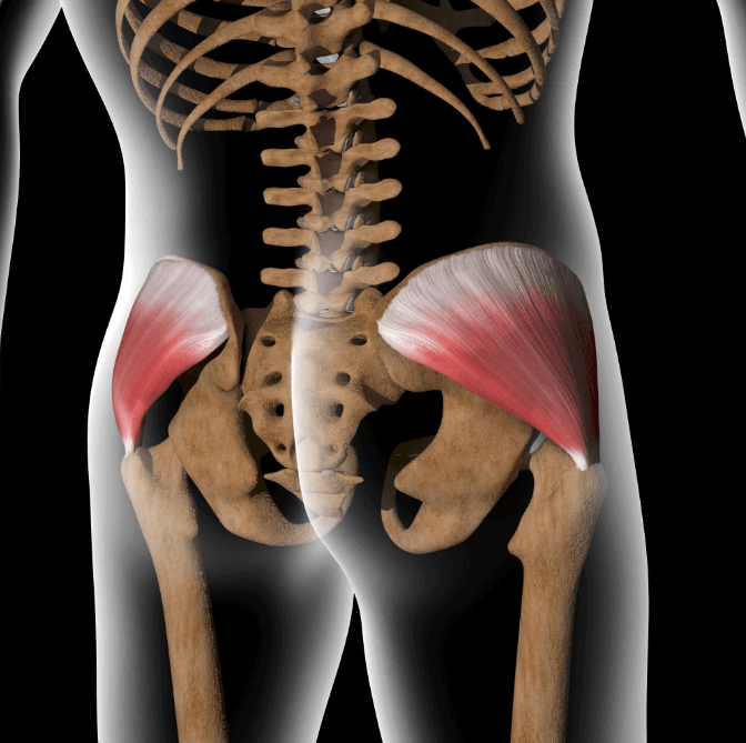 Then there's the gluteus medius which helps with abduction and rotation of your thigh