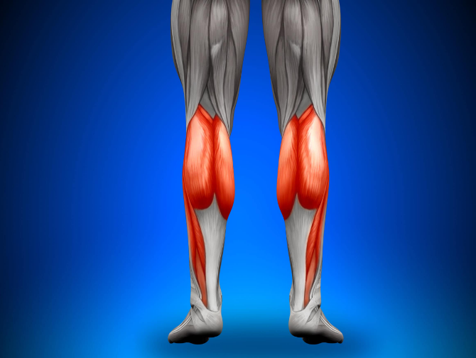 Located at the back of your legs, the calves are responsible for planter flexion