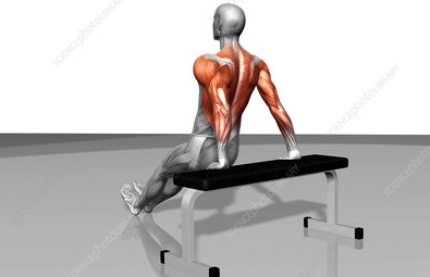 Reverse dips primarily work the medial head of the tricep and the pectoralis major