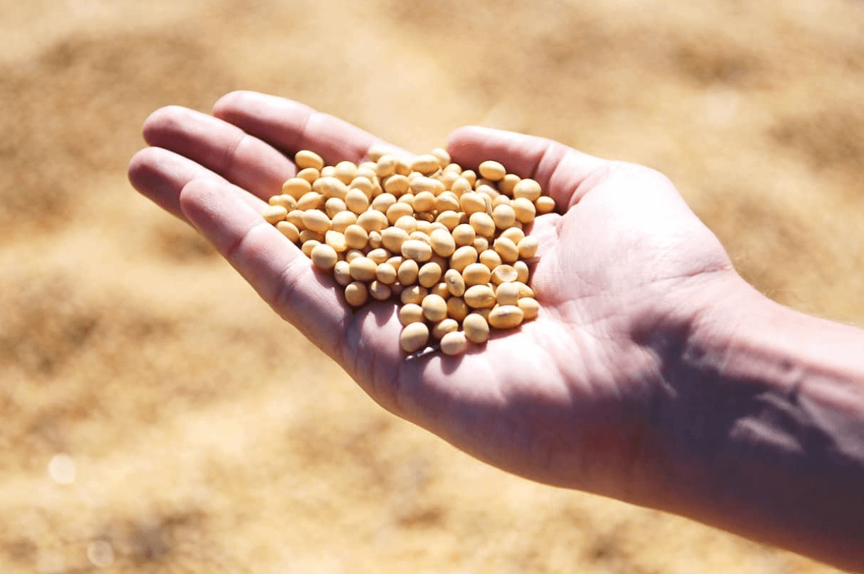 Soy foods are a good source of healthy fat and protein