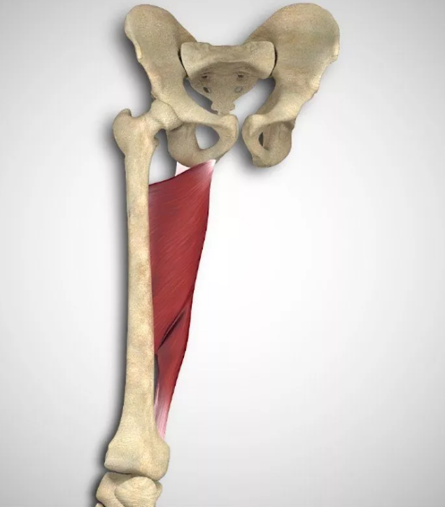 The adductor muscles, located on the inside of your legs, are useful in bringing your legs together