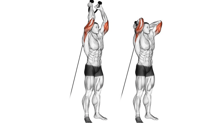 The cable skull crusher works the 3 heads of the tricep which are the long head, medial head and lateral head