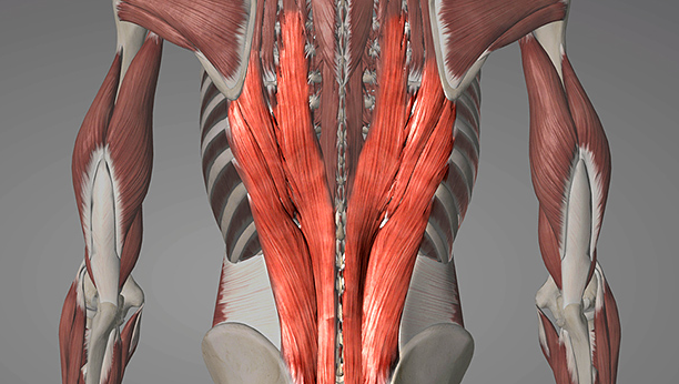The erector spinae muscle runs alongside your spine and helps with spine extension