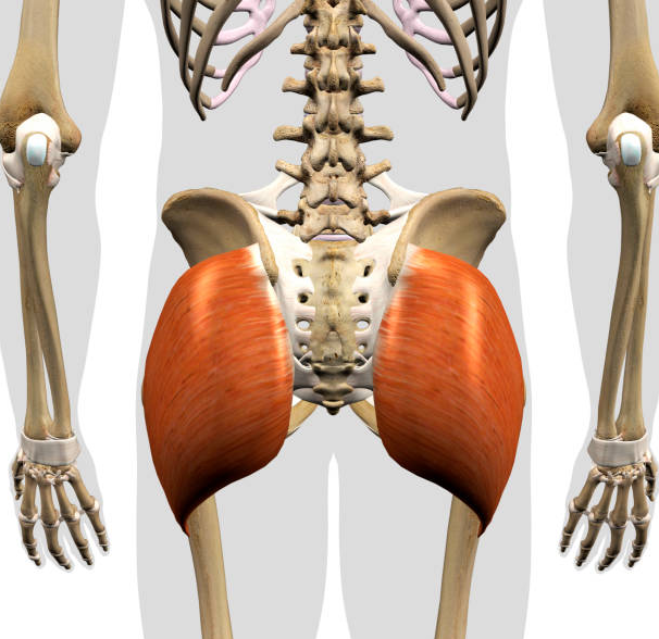 The gluteus maximus is the largest muscle in your butt
