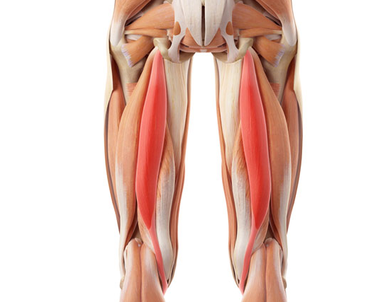 The hamstring muscle is responsible for the extension of your hip and knee