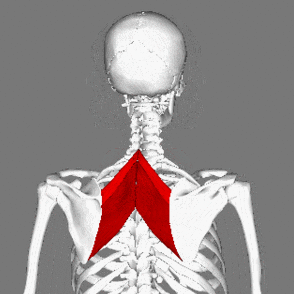 The rhomboid muscle is located on your upper back and helps with scapular retraction
