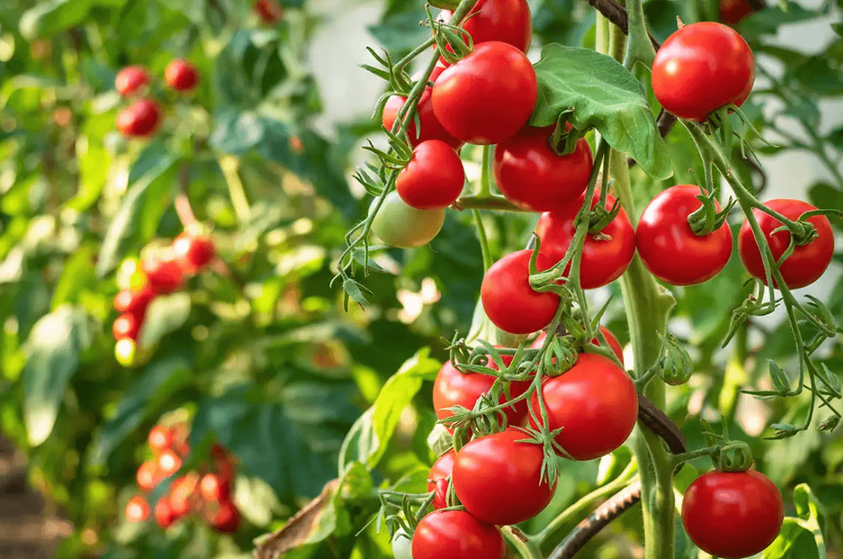 Tomatoes has plenty of nutrients, minerals, vitamins and antioxidants