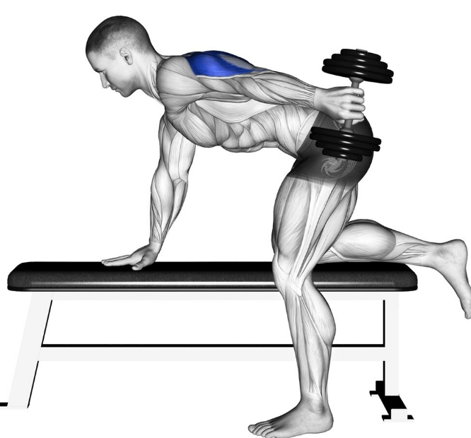 Triceps kickbacks work a wide range of muscles, but mostly the lateral head of the triceps and the core muscles