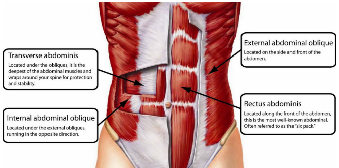 Albeit being easier, the modified plank works several muscles like the rectus abdominis, back muscles and more