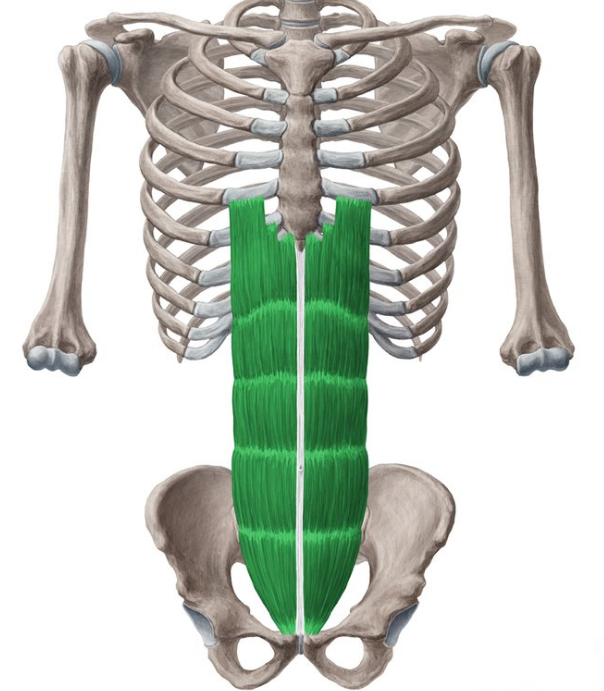 Rectus abdominis is one of the muscles worked by water crunches 