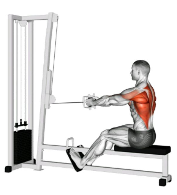 Seated row only targets the back muscles