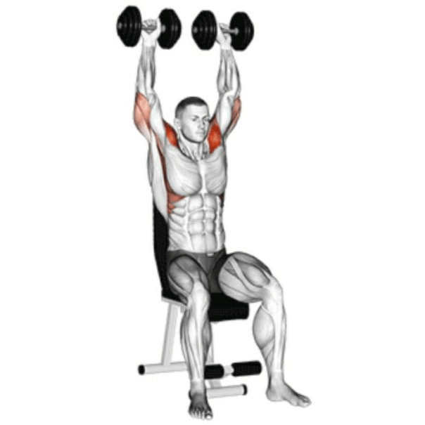 So, what are the muscles worked by the Arnold press exercise