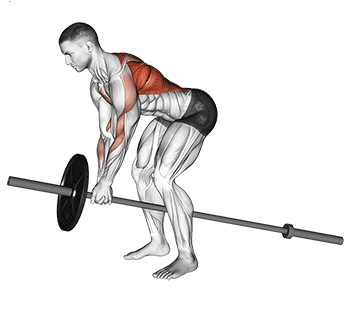 T bar row works on both on back muscles and lower body muscles