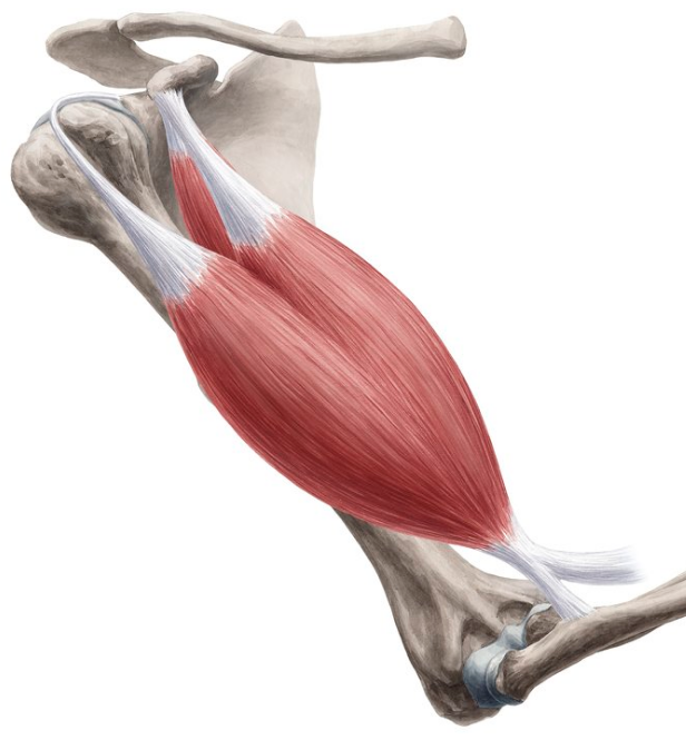 The bicep brachii is one of the muscles worked by the regular curl, reverse curl as well as the hammer curl