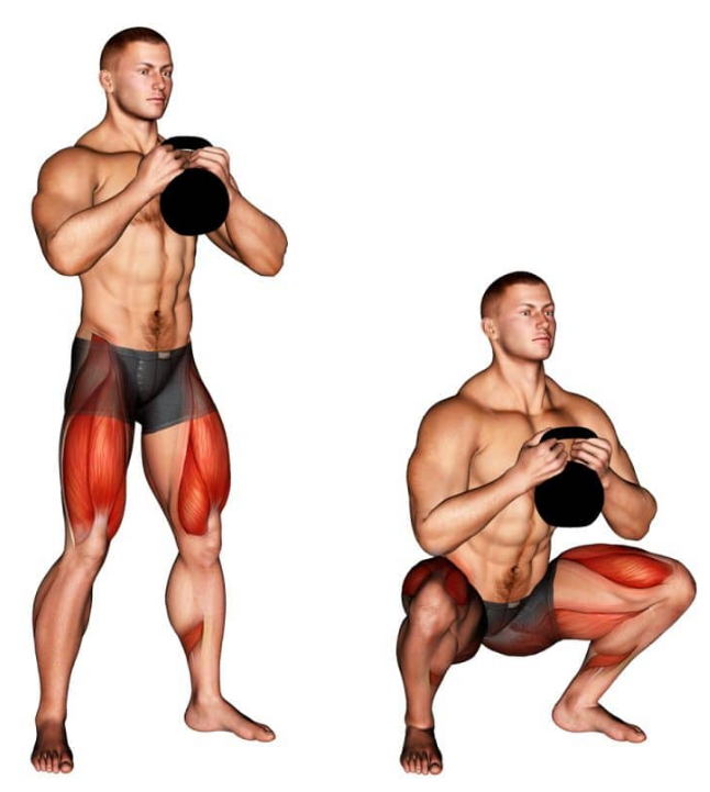 The goblet squat works several muscles like quads, hamstrings, erector spinae and adductor magnus