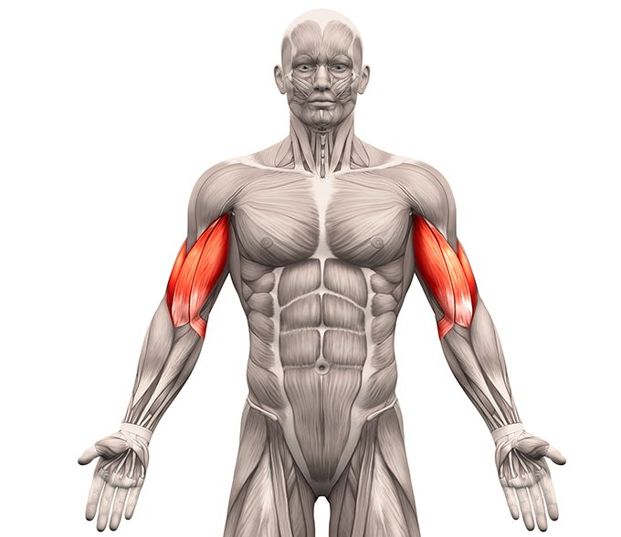 The muscles targetted with each of the exercise also varies