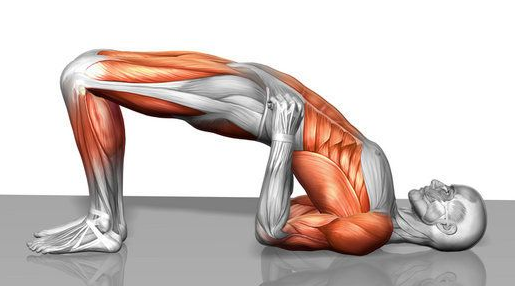 You get to work several muscles with the bridge, like glutes, hamstring, rectus abdominis