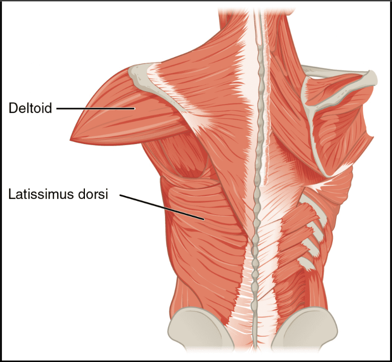 The latissimus dorsi is a crucial muscle group responsible for shoulder movement