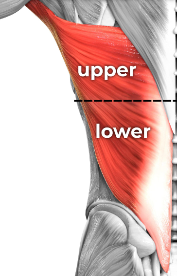 There is a difference between upper and lower lats, but they are quite difficult to isolate