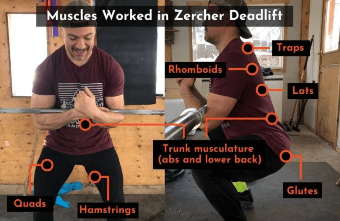 Zercher deadlift is an incredibly effective full-body exercise that works a variety of muscle groups