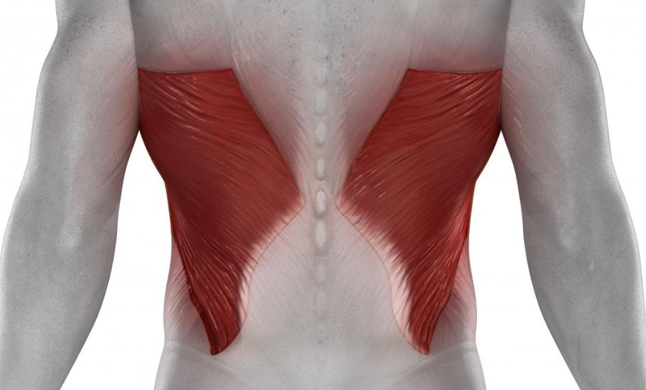 Also known as lats, this muscle groups helps with several actions like flexing the upper arm