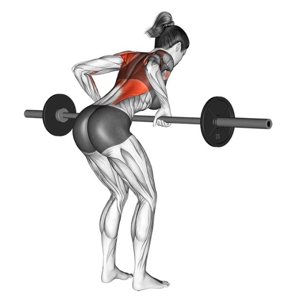 Barbell rows work a variety of muscles including lats, rhomboids, biceps and others