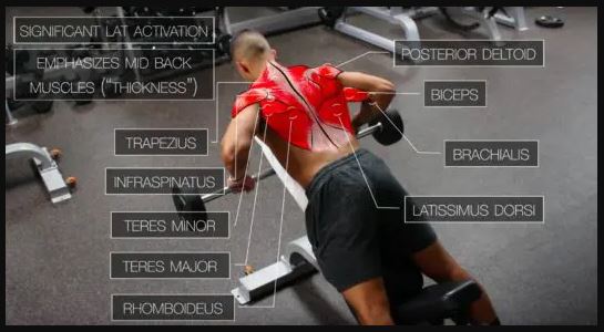 Deadstop chest-supported rows work quite a number of muscles