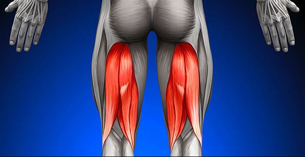 Hamstrings are crucial leg muscles that the Good Morning exercise targets