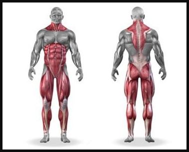 Here are several muscles worked with the different pendlay row alternative workouts
