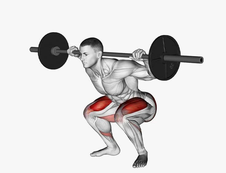 The following are the muscles worked by both Zercher and Back squats