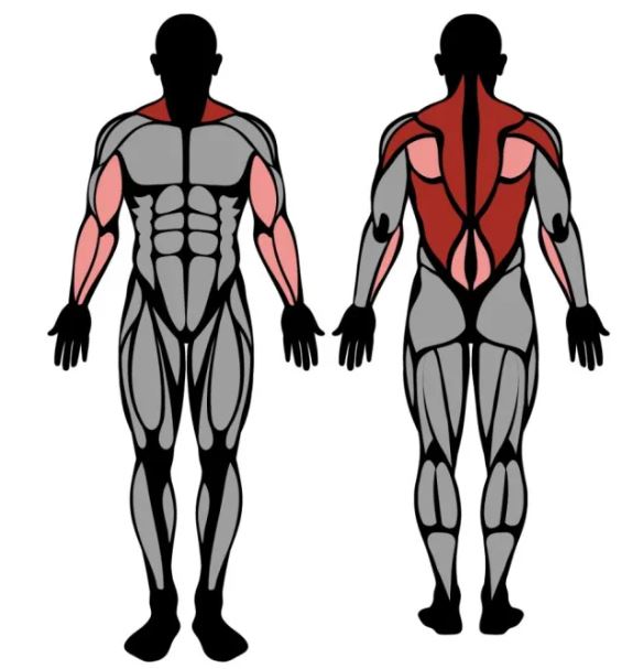 The pendlay row workout helps target several muscles in the body