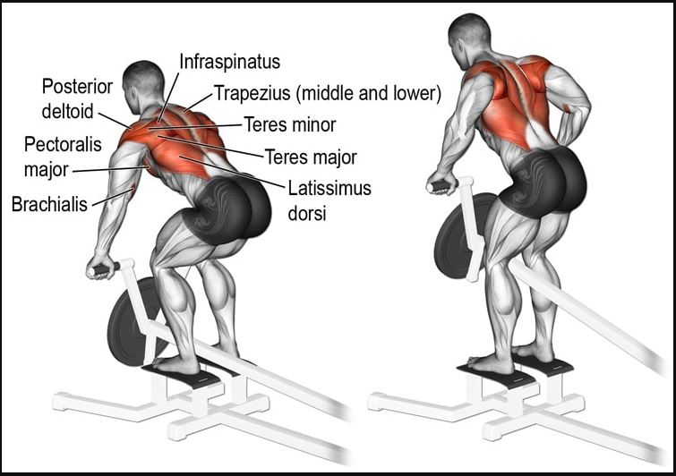 These are the muscles worked with deadstop t-bar row