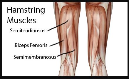 While your hamstrings do not move during this workout, this exercise still works some of them