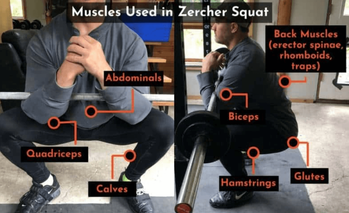Zercher squats primarily work lower body and core muscles.